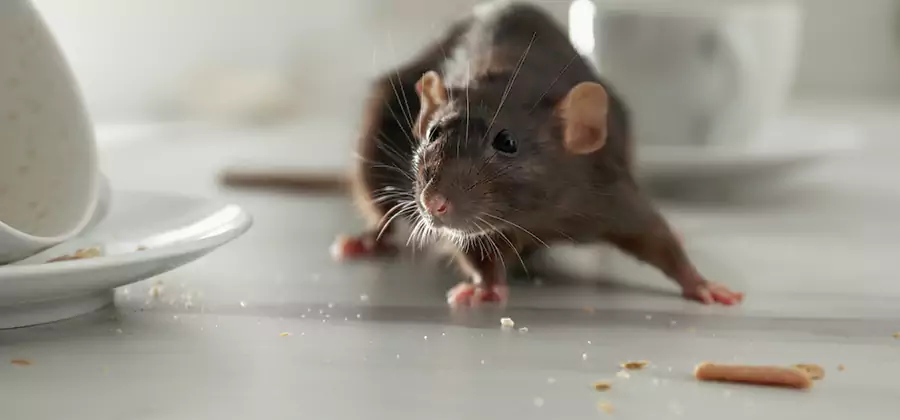 Attic Rat Exclusion Service in Alpharetta