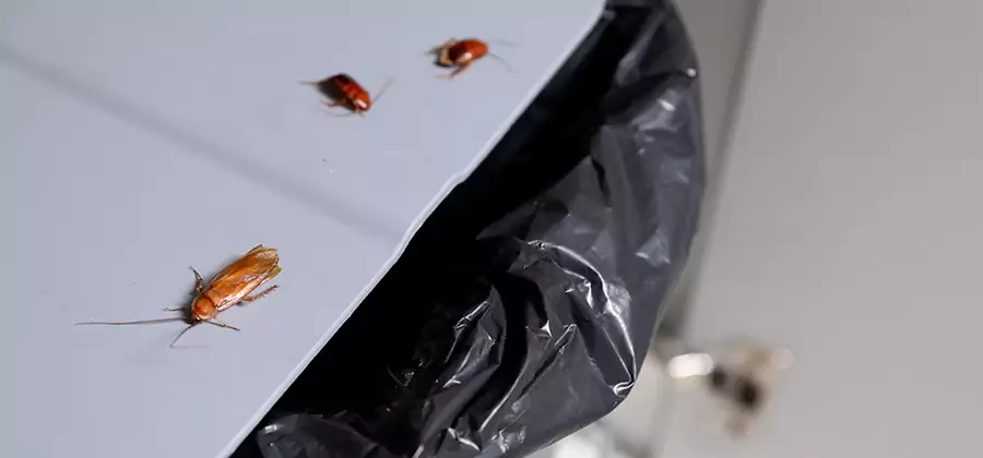 German Roach Pest Control in Alpharetta