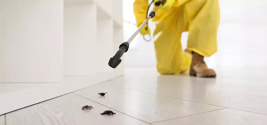 Roach and Bed Bug Exterminator in Alpharetta