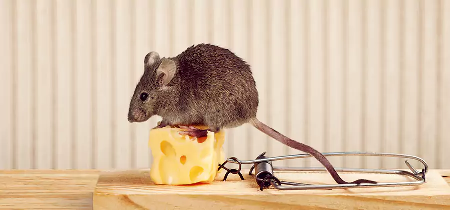 Commercial Rodent Exclusion Services in Alpharetta