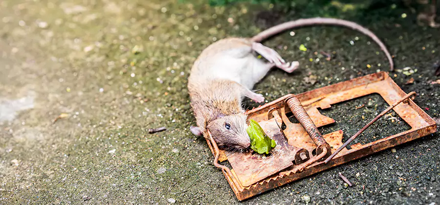 Rat Trapping in Alpharetta