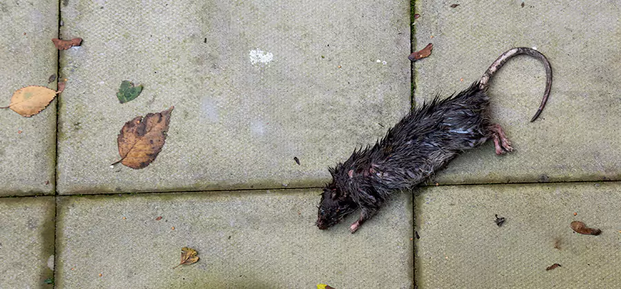 Rodent inspection service in Alpharetta