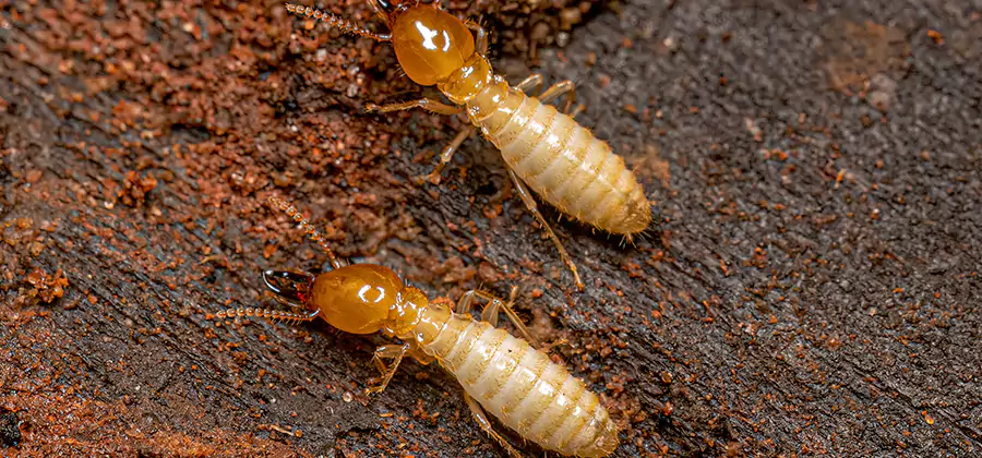 Sentricon Residential Termite Control in Alpharetta