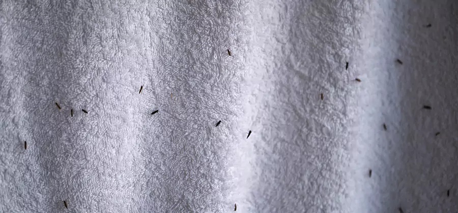 Small Black Ants in Bathroom Treatment in Alpharetta