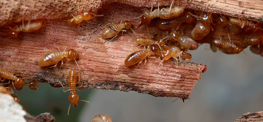 Perimeter Soil Termite Treatment in Alpharetta
