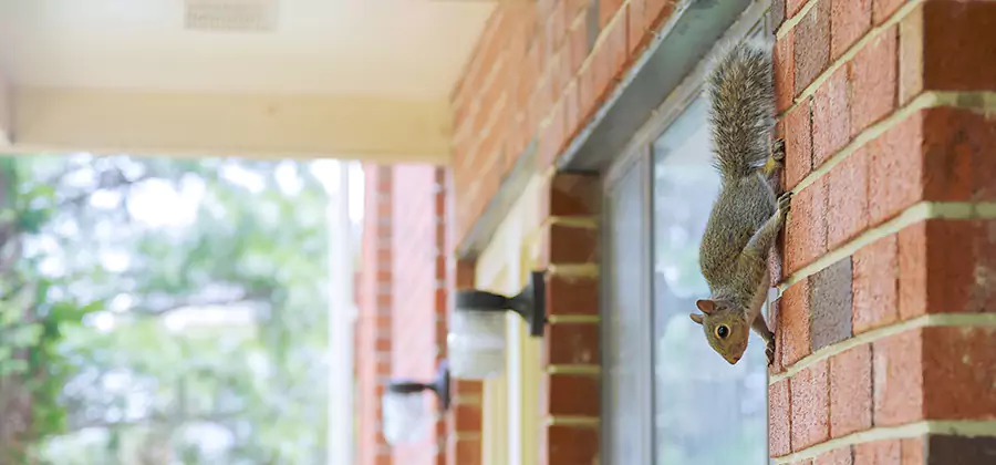 Squirrel Inside Walls Removal in Alpharetta