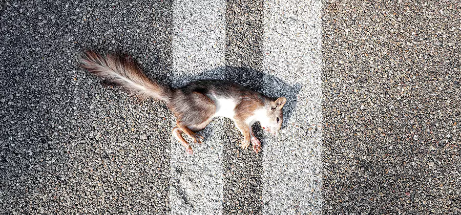 Dead Squirrel Removal in Alpharetta