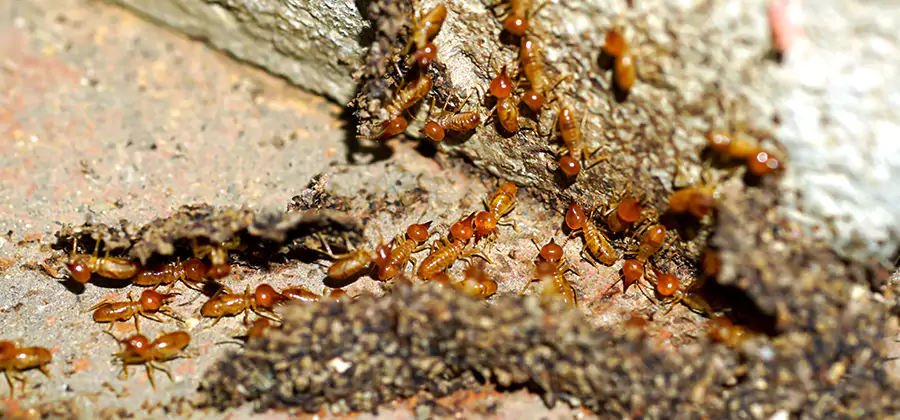 Wood Treatment and Localized Termite Solutions in Alpharetta
