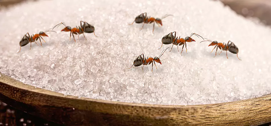 Indoor Sugar Ant Treatment in Alpharetta