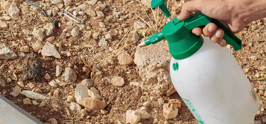 Heat Treatment Termite Cost in Alpharetta