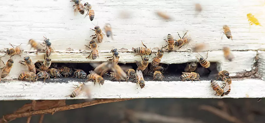 Residential Termite Fumigation in Alpharetta