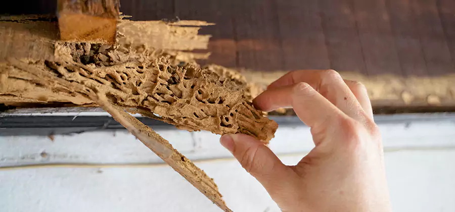 Pre-Purchase Termite Inspection in Alpharetta
