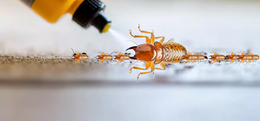 Foundation Termite Spraying Control in Alpharetta