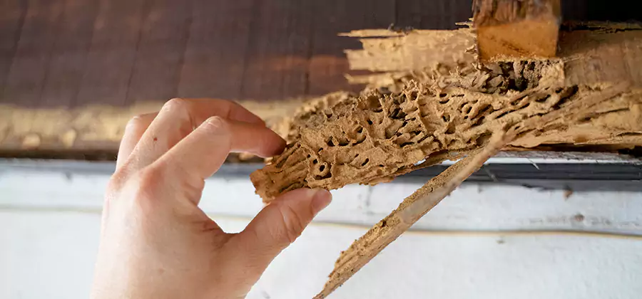 Pre-Construction Termite Treatment in Alpharetta