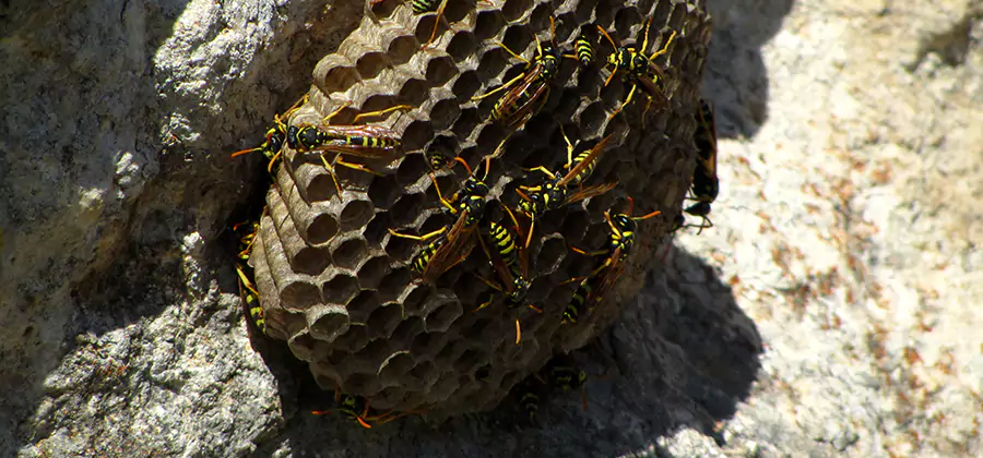 Wasp Nest in Tree Removal Alpharetta