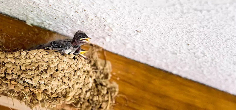 Bird Removal From House in Alpharetta