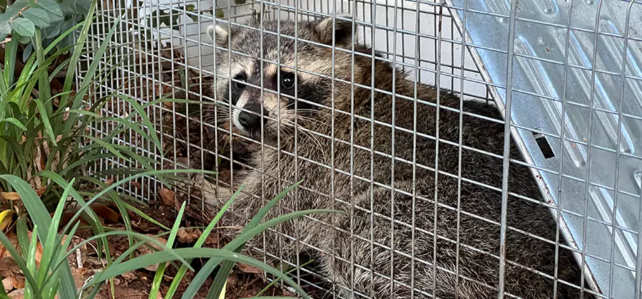 Wildlife Relocation Services in Alpharetta