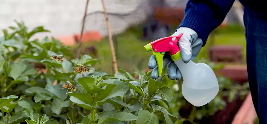 Yellow Jacket Pest Removal for Commercial Properties in Alpharetta