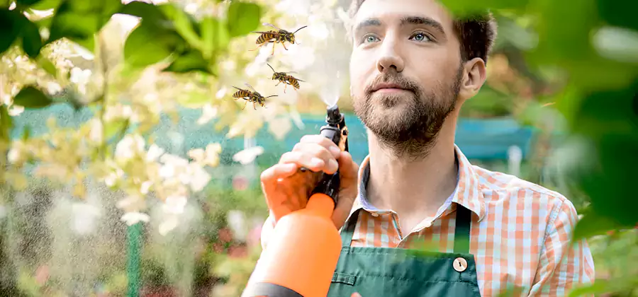 Yellow Jacket Wasp Removal in Alpharetta