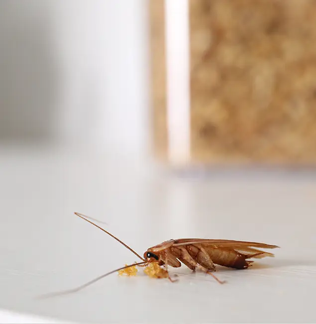Why Alpharetta Pest Control Pro Stands Out in Alpharetta, GA?