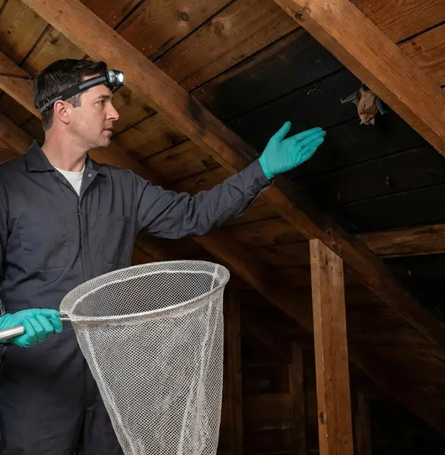 Why Alpharetta Pest Control Pro Is the Right Choice in Alpharetta, GA?