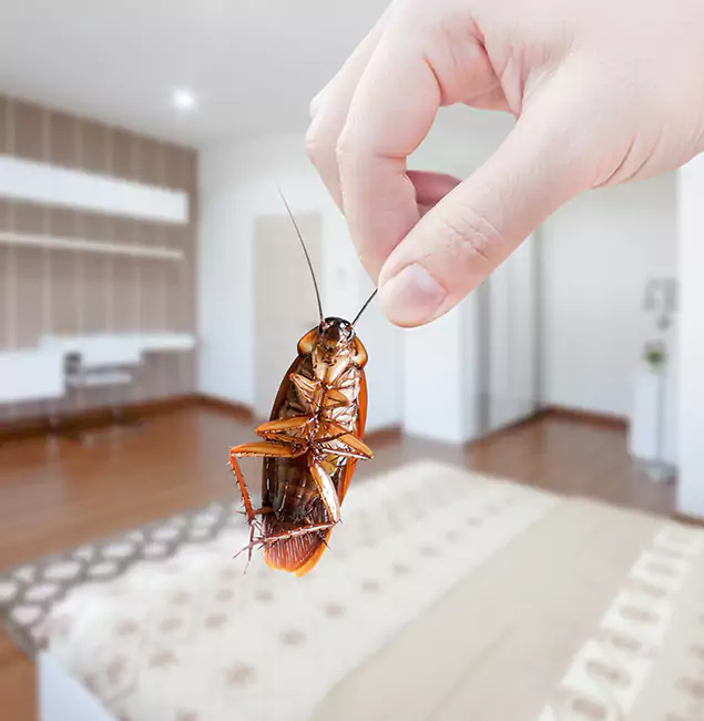 Why Alpharetta Pest Control Pro Stand Out for Bed Bug Fumigation in Alpharetta, GA?