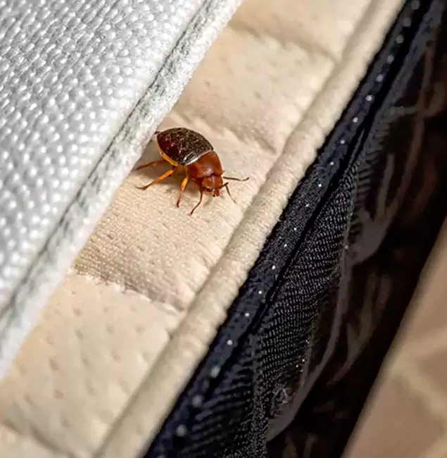 Why Choose Alpharetta Pest Control Pro for Bed Bug Treatment at Home in Alpharetta, GA?