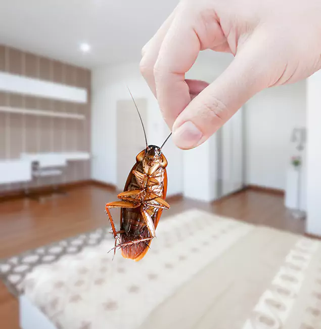 Why Alpharetta Pest Control Pro Stand Out For Bed Bug Inspection in Alpharetta, GA?