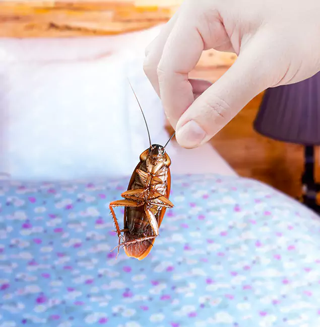 Why Choose Alpharetta Pest Control Pro for Bed Bug Treatment in Alpharetta, GA?