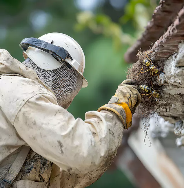 Why Alpharetta Property Owners Choose Alpharetta Pest Control Pro for Bee Exterminator?