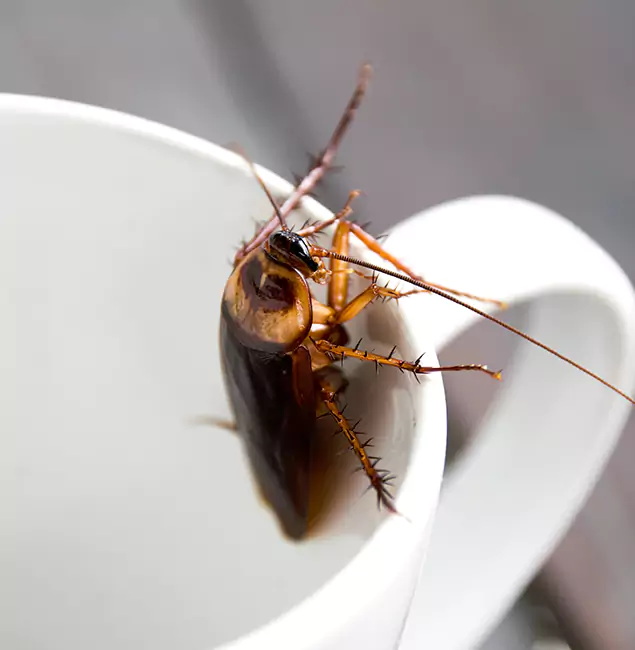 Why Alpharetta, GA Residents Trust Alpharetta Pest Control Pro for Cockroach Fumigation?