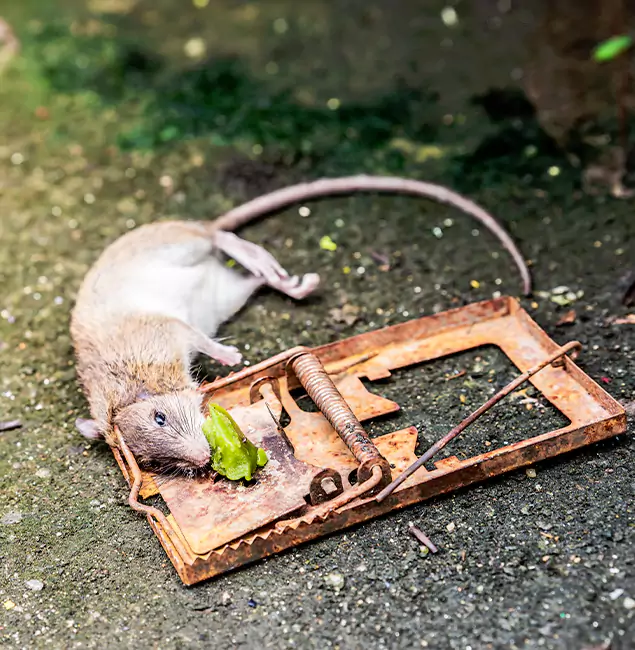 Why Alpharetta, GA Homeowners Trust Alpharetta Pest Control Pro for Rodent Removal?