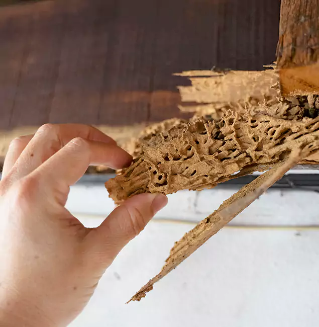 Why Choose Alpharetta Pest Control Pro in Alpharetta, GA?
