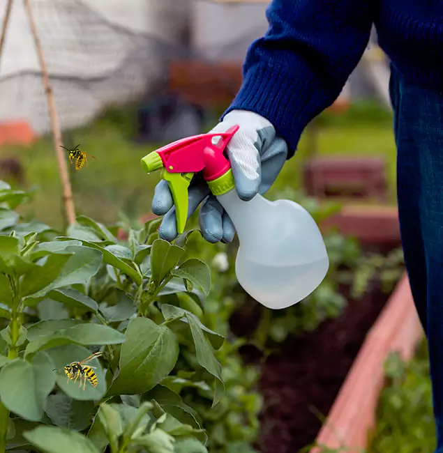 Why Alpharetta Homeowners Choose Alpharetta Pest Control Pro for Honey Bee Removal?