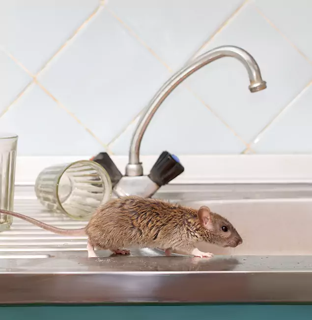 Why Alpharetta, GA Trusts Alpharetta Pest Control Pro for Humane Rodent Control?