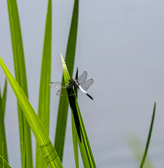 Why Alpharetta Families Trust Alpharetta Pest Control Pro for Mosquito Prevention?