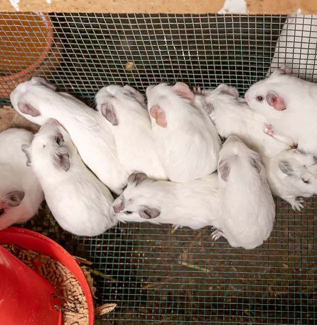 Why Alpharetta Pest Control Pro Is the Trusted Choice in Alpharetta, GA?