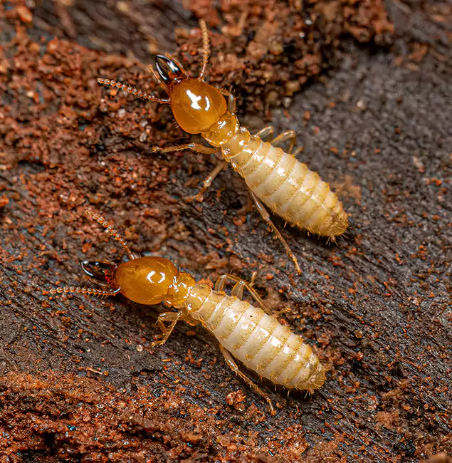 Why Choose Alpharetta Pest Control Pro for Termite Treatment Without Tenting in Alpharetta, GA?