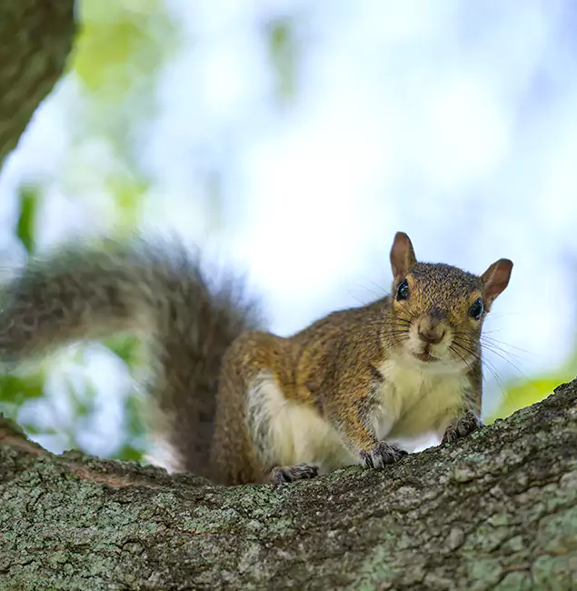Why Alpharetta, GA Relies on Alpharetta Pest Control Pro for Squirrel Pest Control?