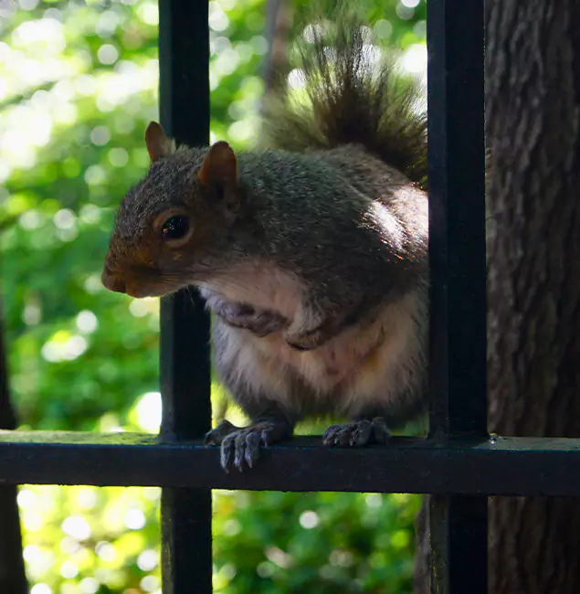 Why Alpharetta, GA Chooses Alpharetta Pest Control Pro for Squirrel Removal?