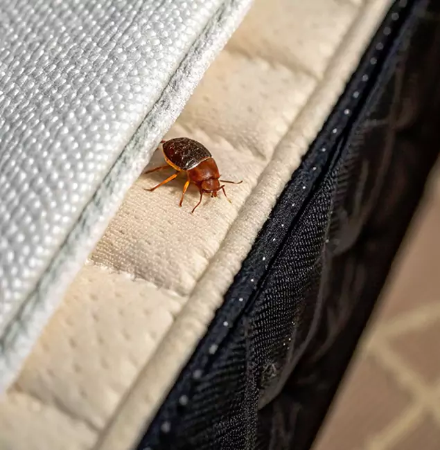 Why Alpharetta Homeowners Trust Alpharetta Pest Control Pro for Tick Treatment?
