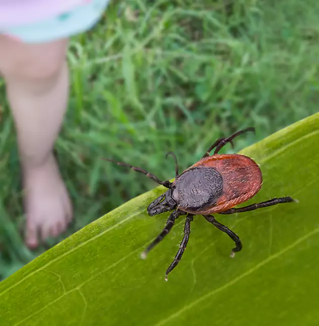 Why Alpharetta Homeowners Choose Alpharetta Pest Control Pro for Tick Extermination?
