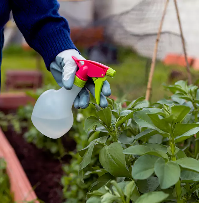 Why Alpharetta Relies on Alpharetta Pest Control Pro for Wasp Control Services?