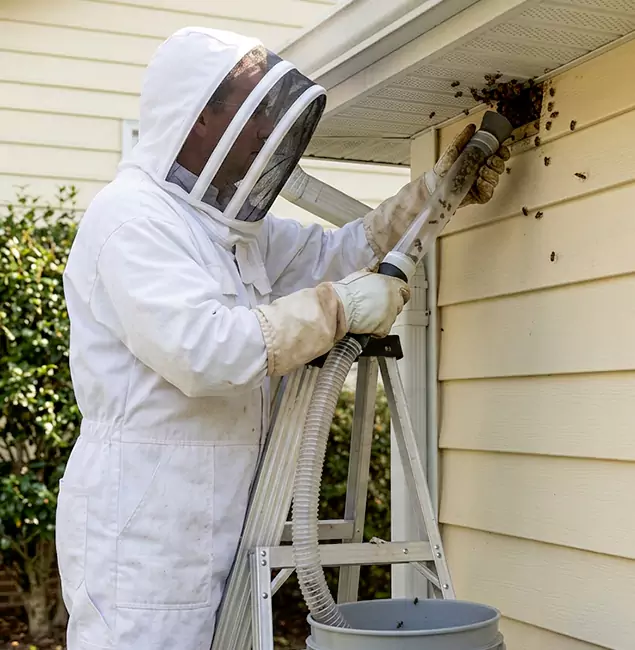 Why Alpharetta Trusts Alpharetta Pest Control Pro for Wasp Control?