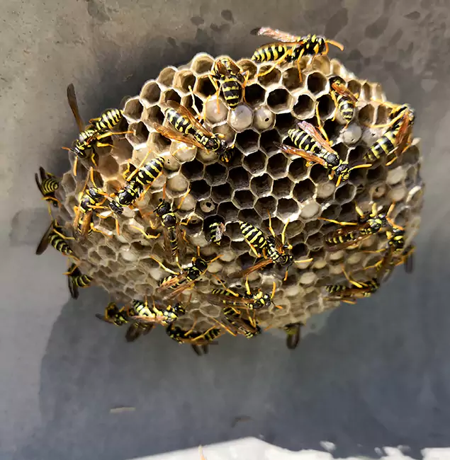 Why Alpharetta Chooses Alpharetta Pest Control Pro for Wasp Control Services?