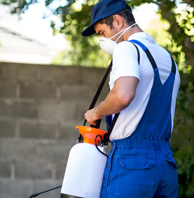 Why Alpharetta Pest Control Pro Is the Right Choice for Yellow Jacket Removal in Alpharetta, GA?