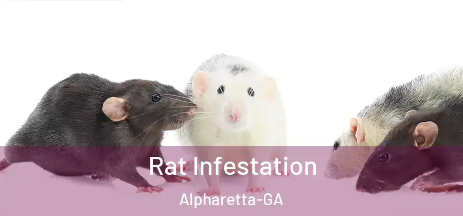 Rat Infestation Alpharetta-GA